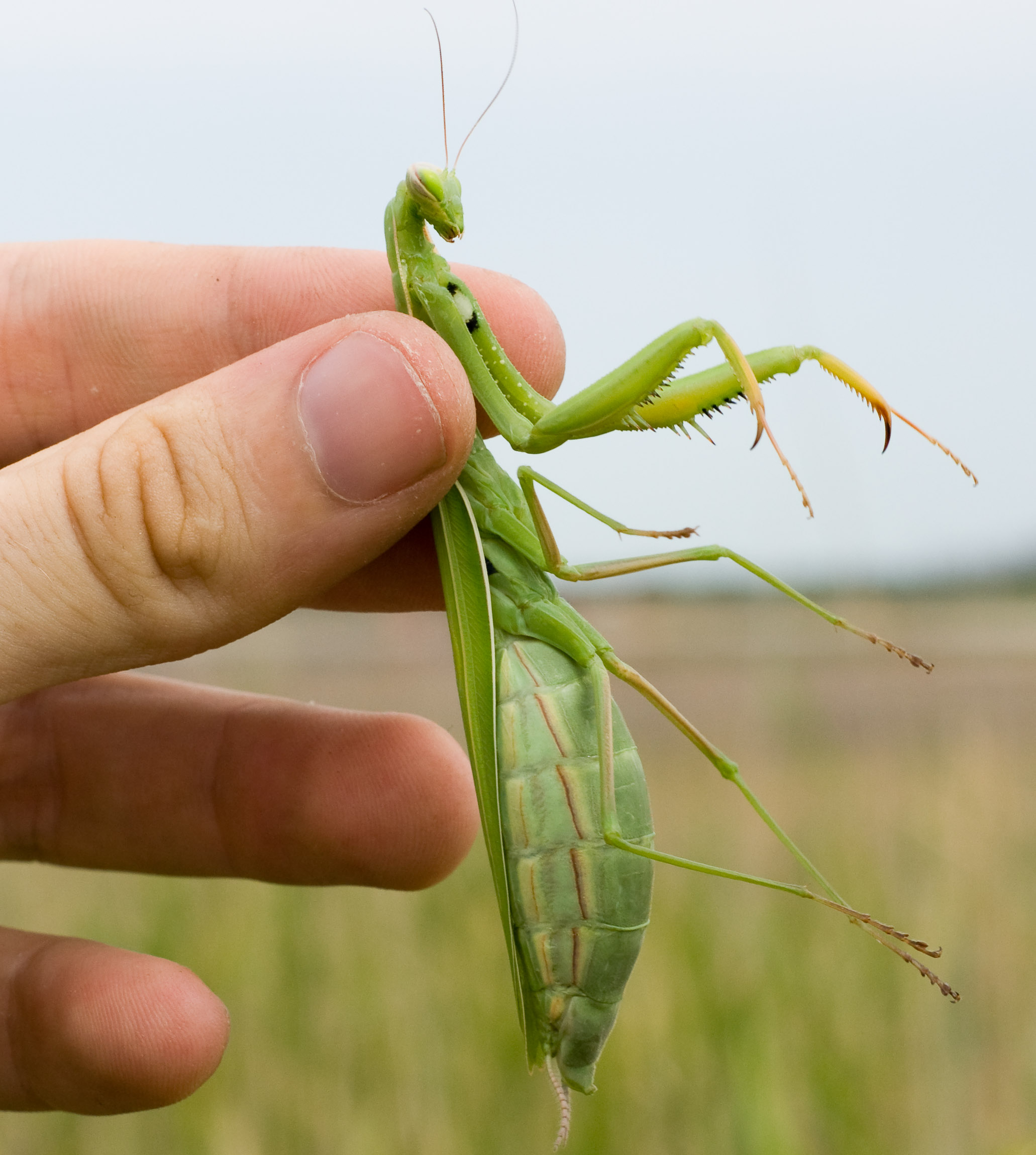 Зеленое насекомое богомол. Ischnomantis Gigas богомол. Богомолы Мантис зелёный. Мантис богомол. Богомол обыкновенный самка.